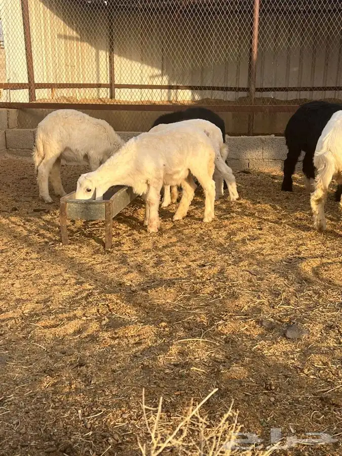 بهم حري ونجدي بري للبيع   تم البيع   تم البيع 0