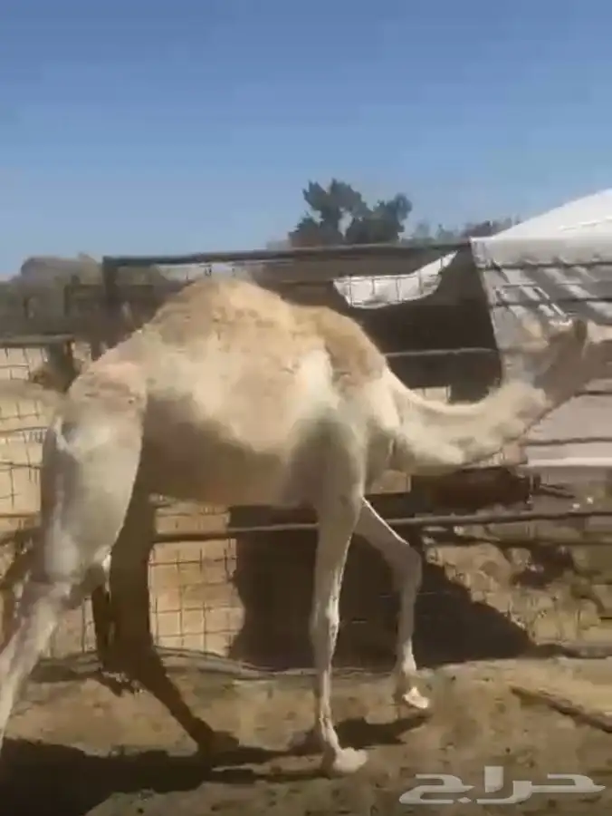 قعود للبيع الحد2800 0
