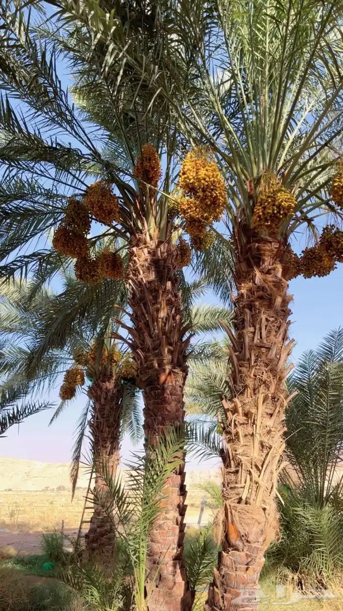 للبيع ثمرة نخل منوع عدد 120 نخلة حوطة بني تميم برك 0