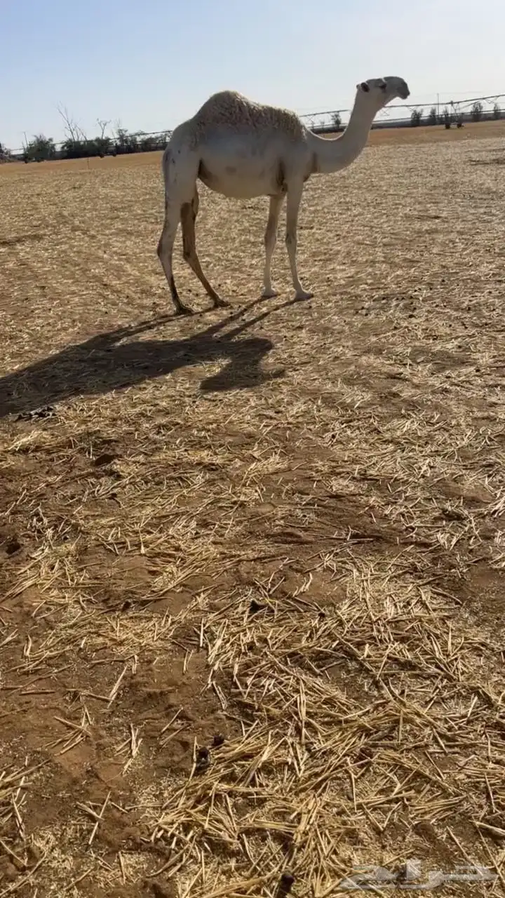 مفروده وضحا حيسونيه فرديه على جميع الشروط 1
