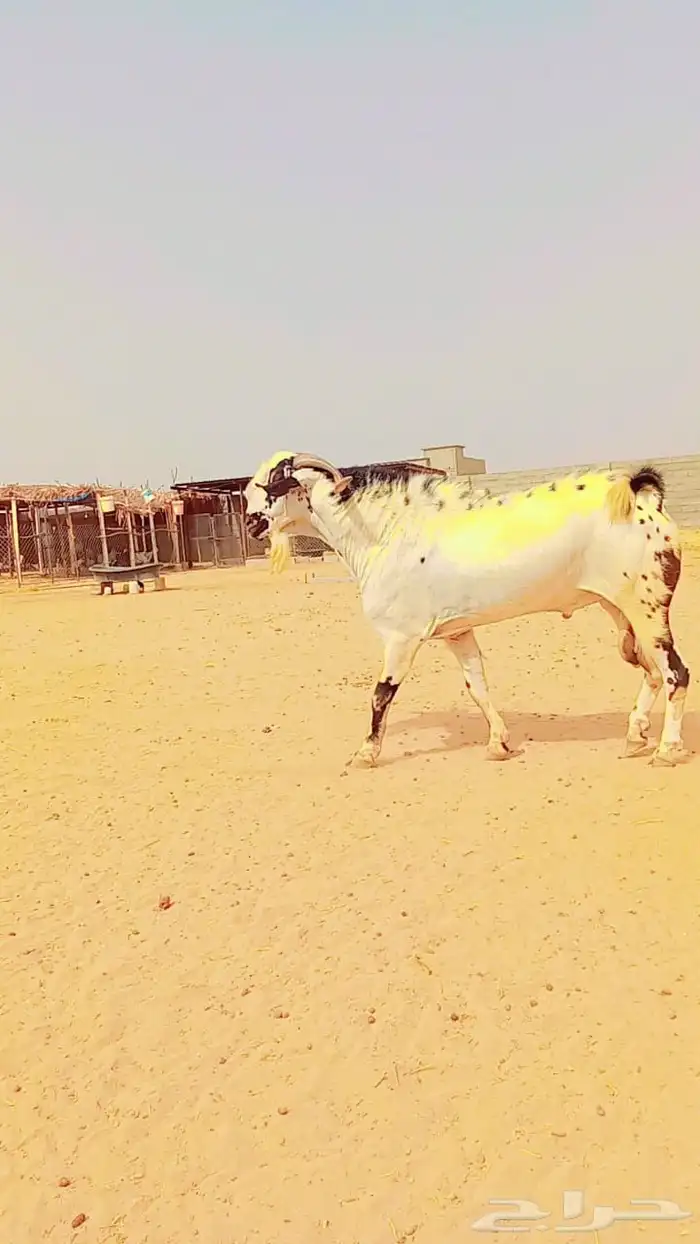 بيشيات 5