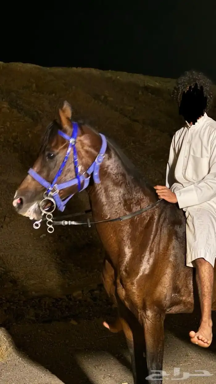 حصان شعبي 10