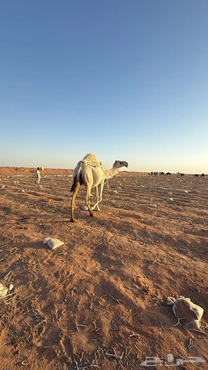 خلفه وضحا تحتها بكره 0