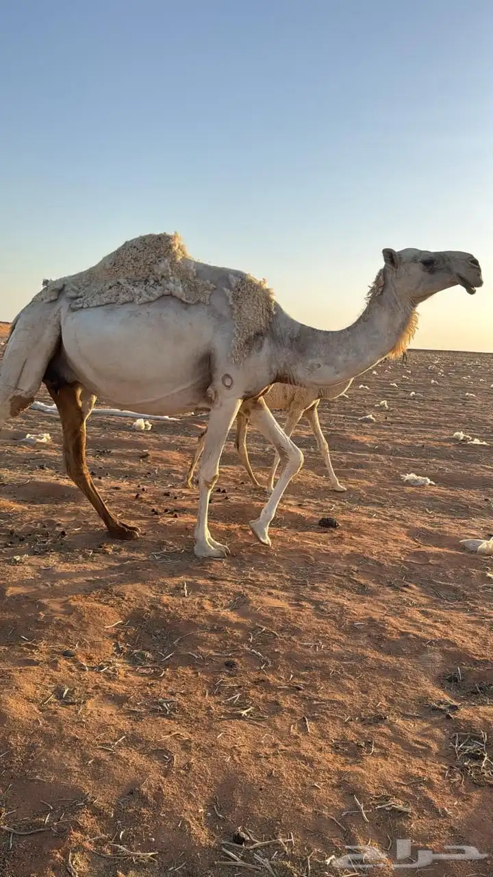 خلفه وضحا تحتها بكره 1