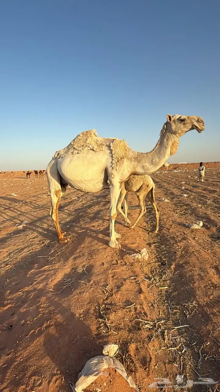 خلفه وضحا تحتها بكره 2