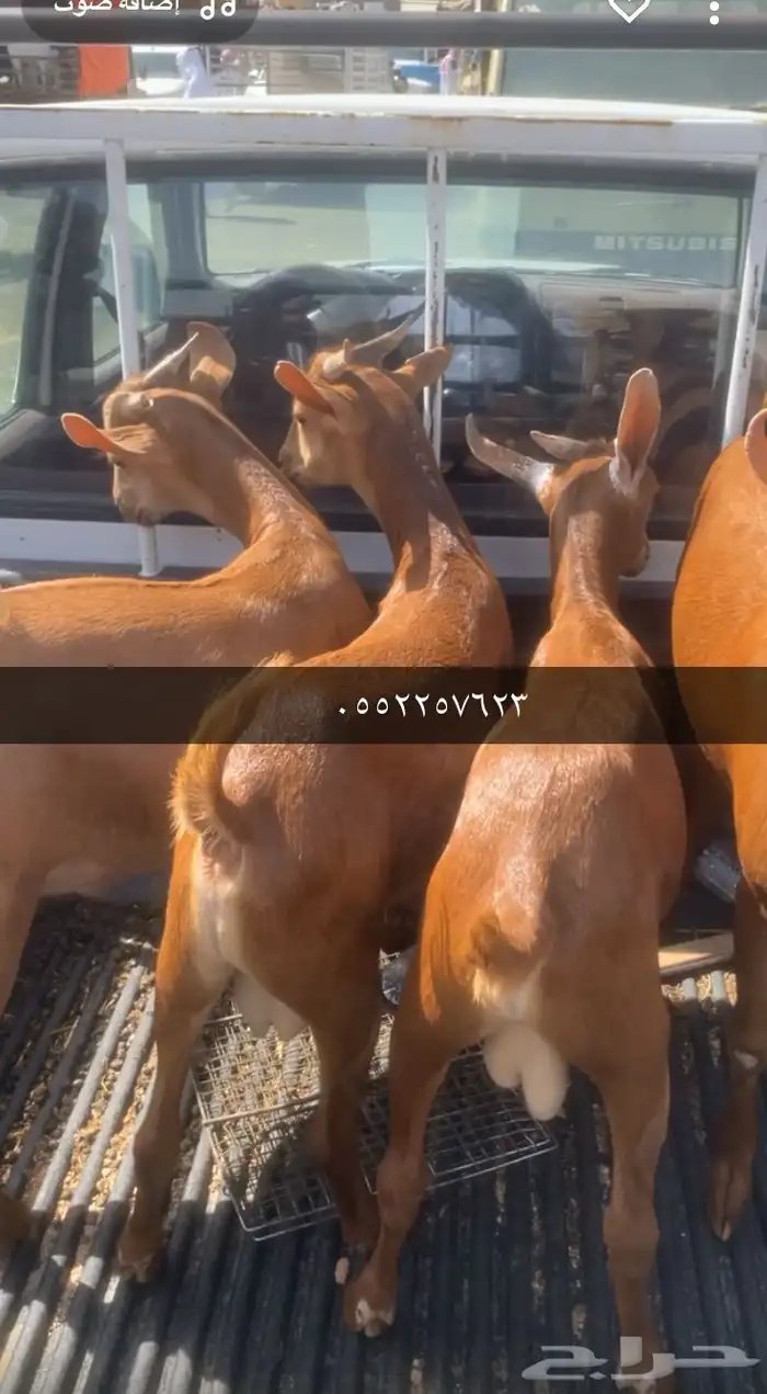 تيوس دهم 1