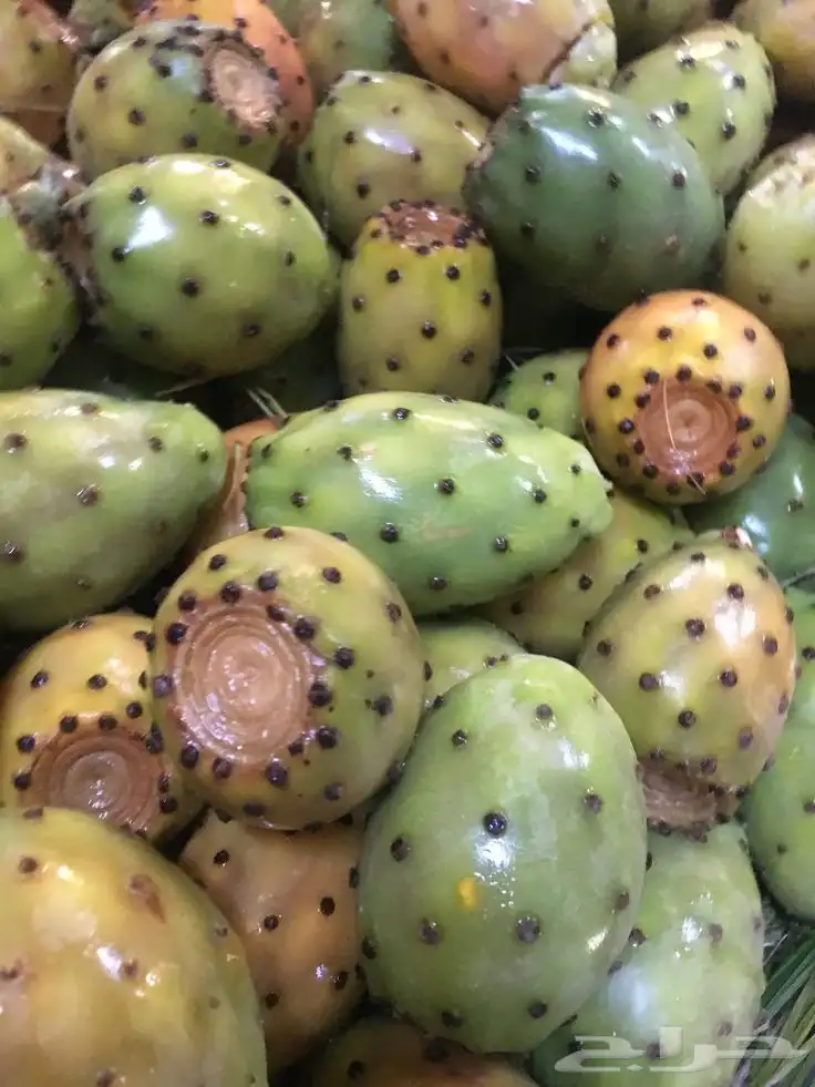 برشوم السوده 3