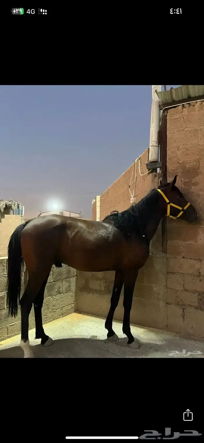 حصان شعبي 0