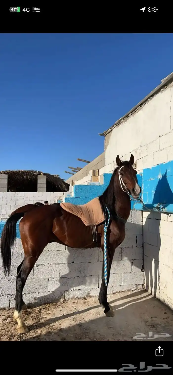 حصان شعبي 2