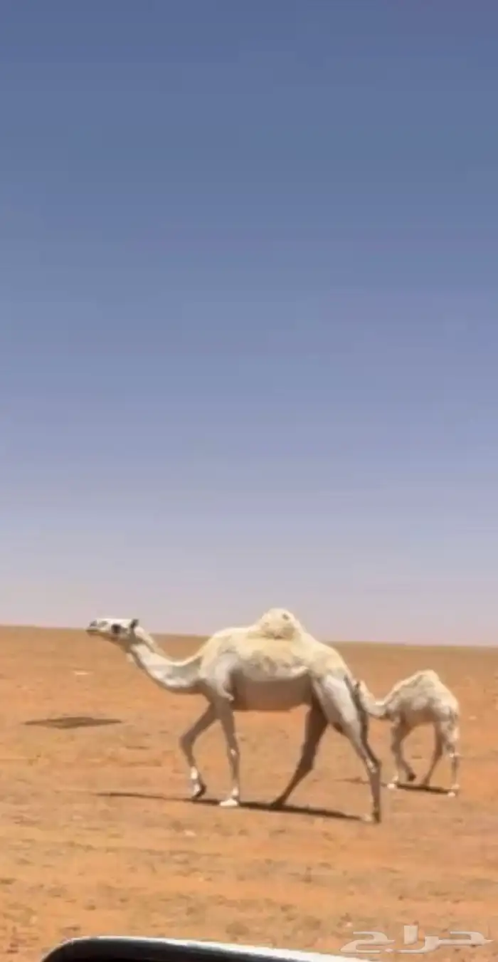 خلفه وضحاء تماميه بكر تحته بكره على الشروط السوم واصل 34200 2