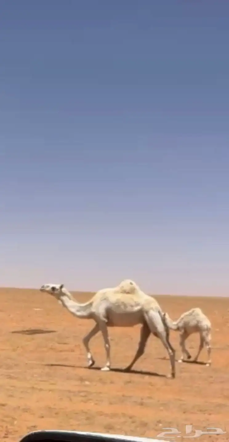 خلفه وضحاء بكر تحته بكره على جميع الشروط السوم واصل 34200 2