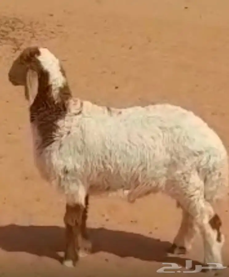 طلي نعيمي لباني العمر 3 شهور 0