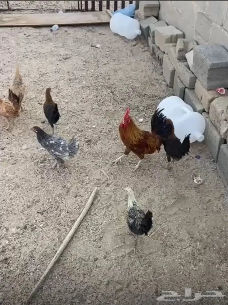 دجاج للبيع الصحه شرط دجاج من النوادر دجاج كفو من الأخيير 0