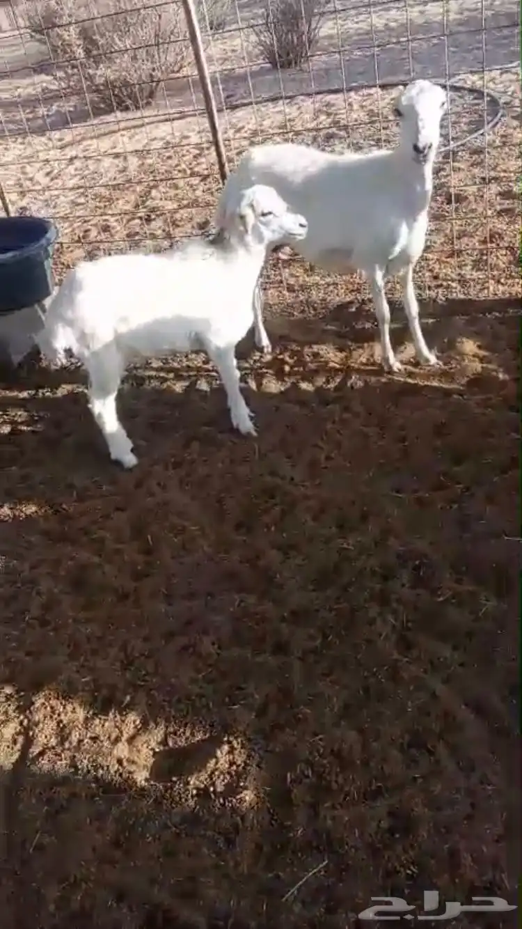 جذعه معها طلي 0