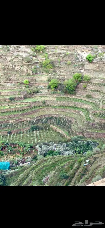 بن خولاني 2