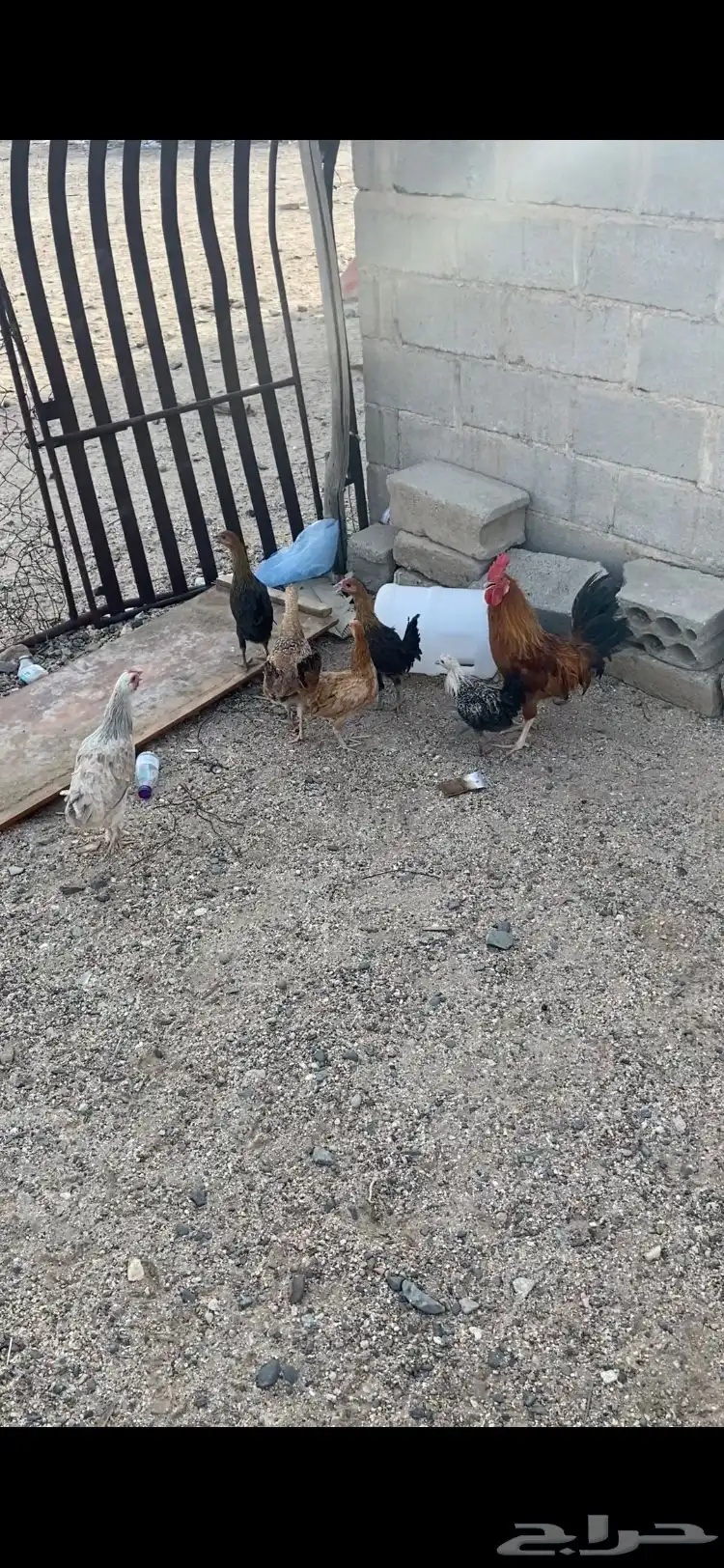 دجاج للبيع الصحه شرط دجاج من النوادر دجاج كفو من الأخيير 1