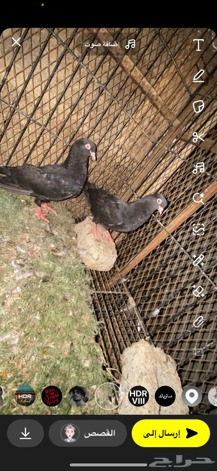 زوج حمام قطايف امودي مشروط شرط 3
