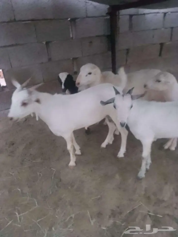 تيوس لبنيه بلدي للبيع 2