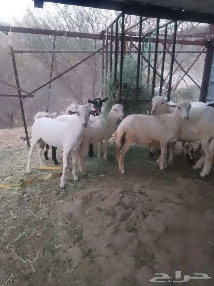 تيوس لبنيه بلدي للبيع 3