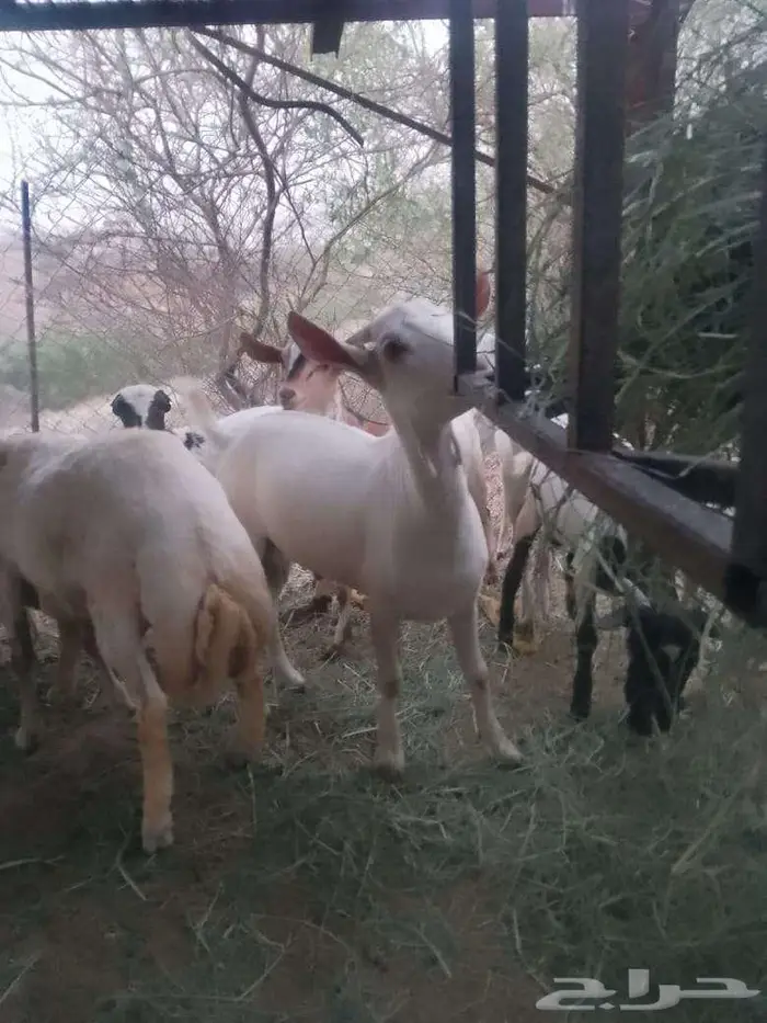 تيوس لبنيه بلدي للبيع 0