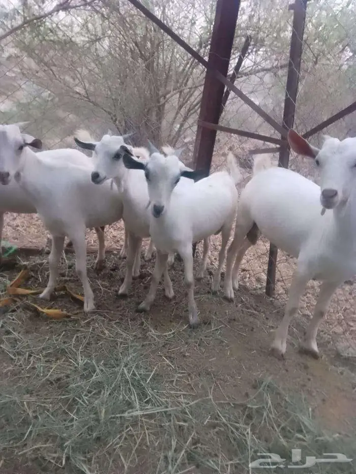 تيوس لبنيه بلدي للبيع 4