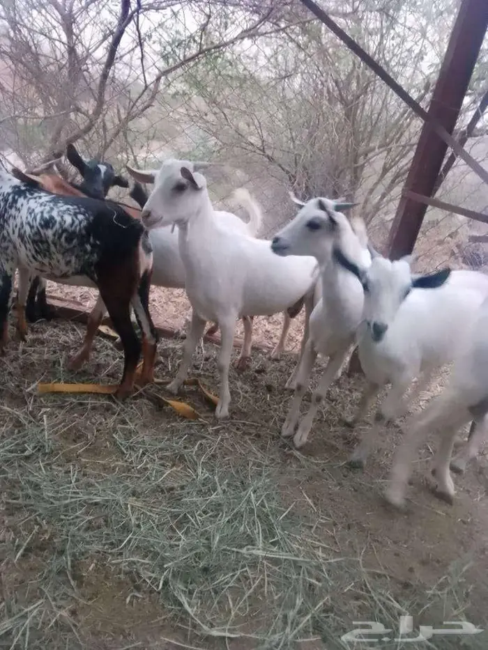 تيوس لبنيه بلدي للبيع 1