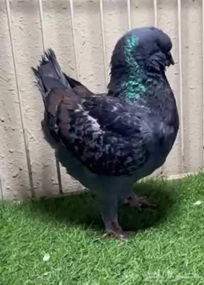 ذكر ابرونز مودينا 24 0