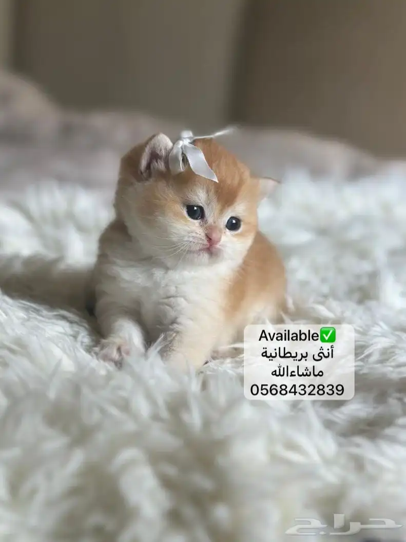 كتن بريتيش او بريطاني للبيع 0