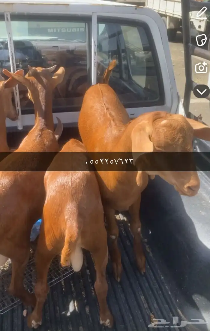 تيوس دهم 0