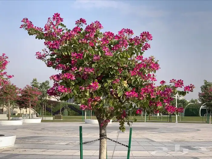 اشجار بوهينيا للبيع ( خف الجمل ) (  Bauhinia ) 3