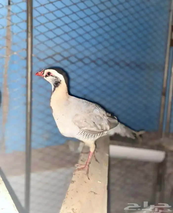 قهابا وشنير 0