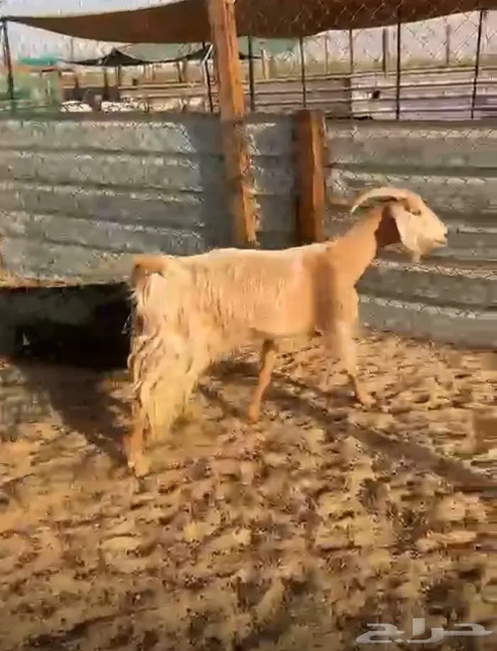 ثلاثة معزا مابين جنوبية ومشاريك 0