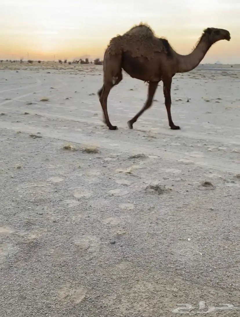 اربع بكار ثنتين صفر وثنتين شعل 2
