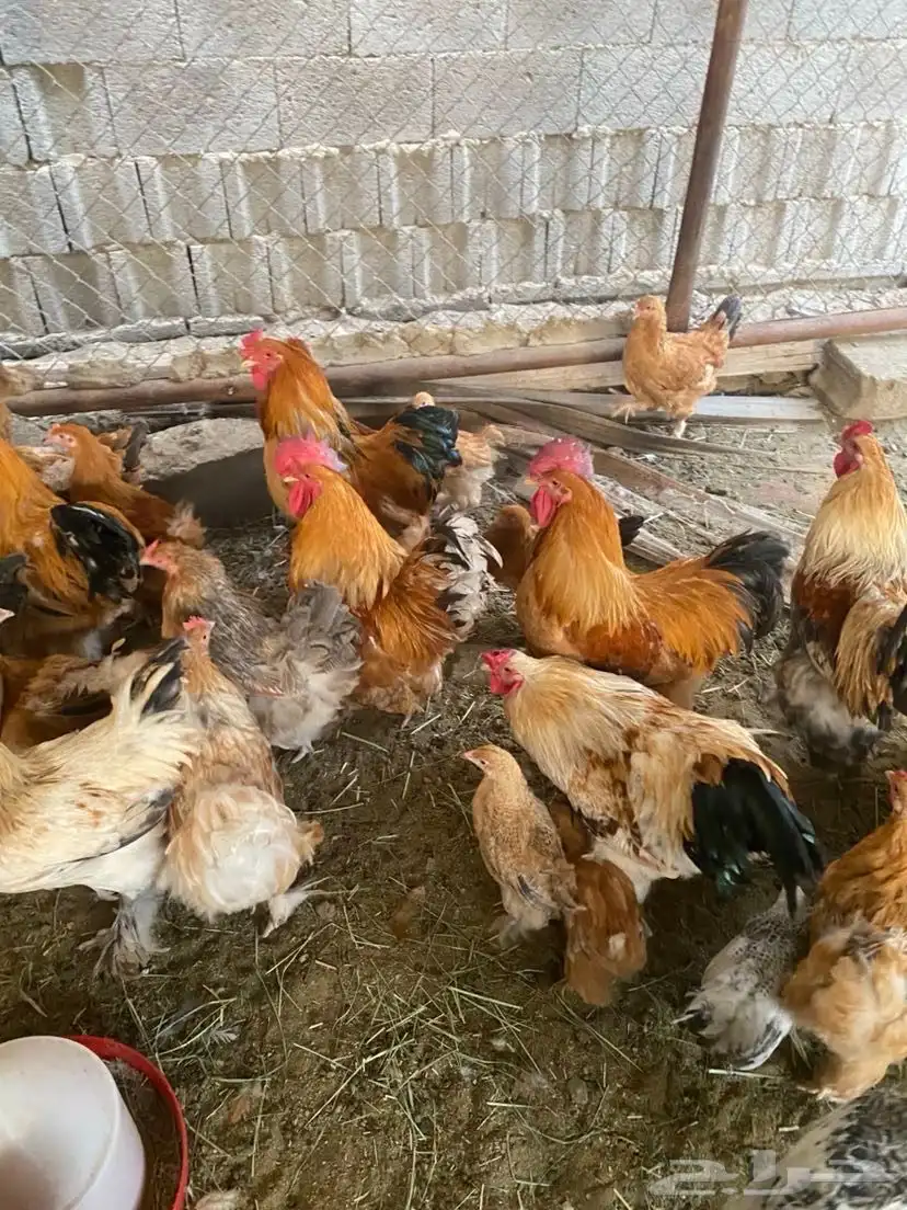 دجاج للبيع 3