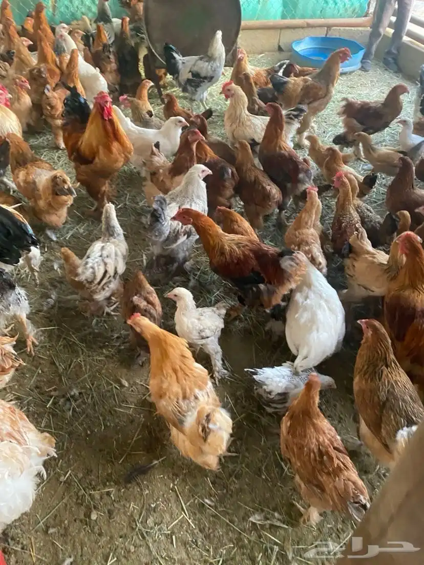 دجاج للبيع 6