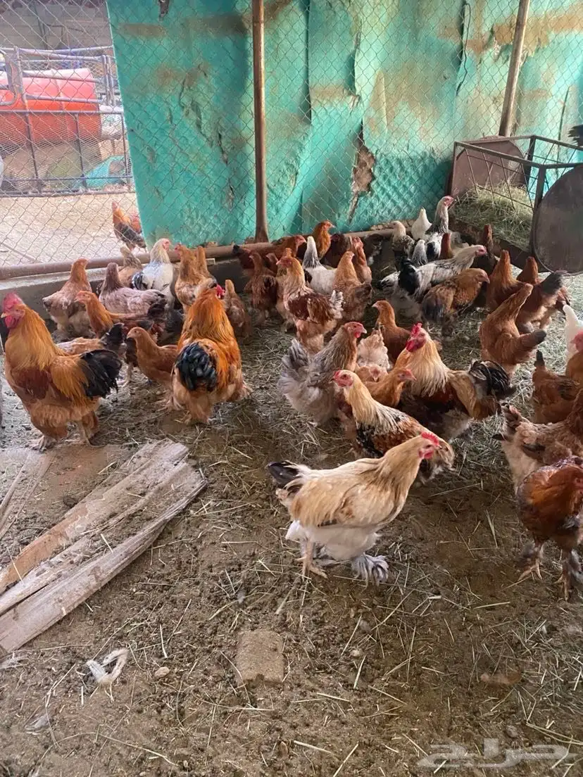 دجاج للبيع 10
