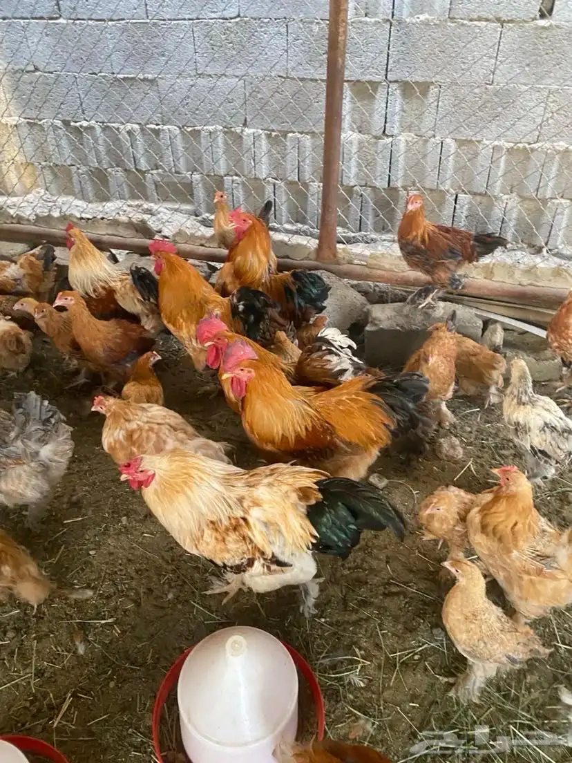دجاج للبيع 9