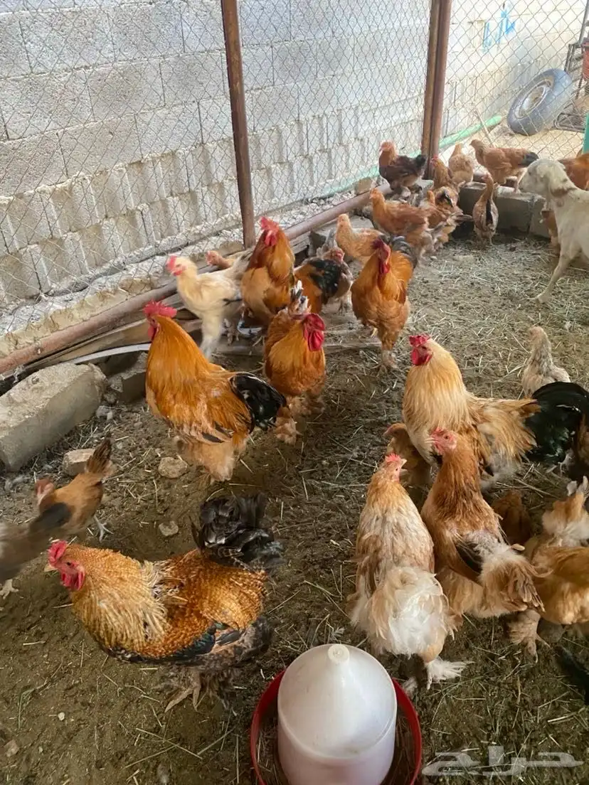 دجاج للبيع 8