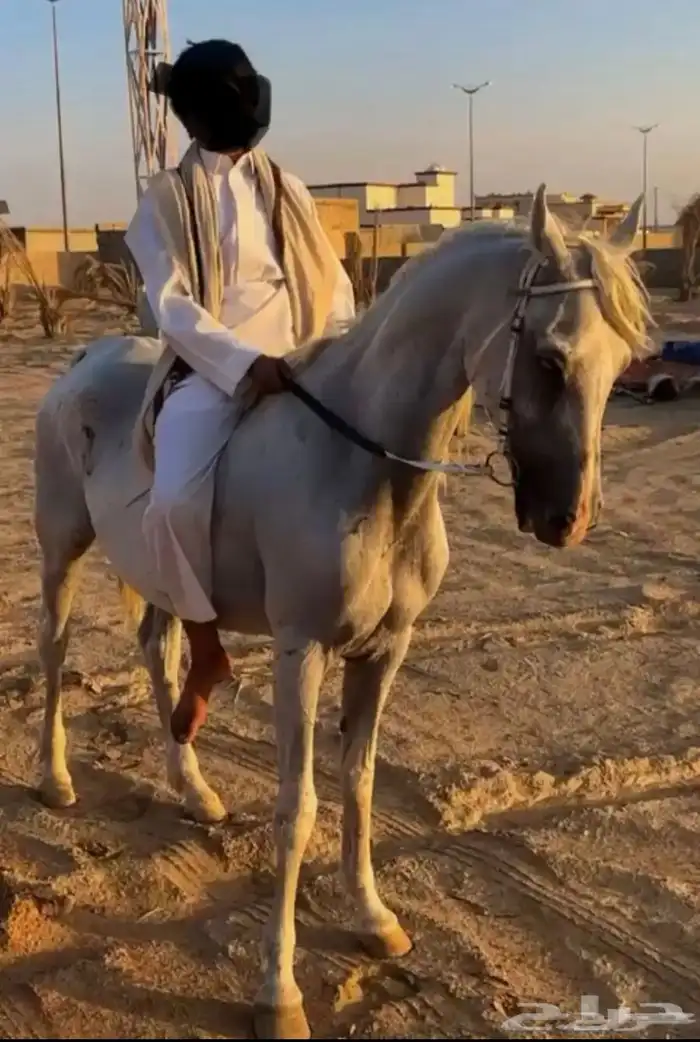 فرس شعبية 0