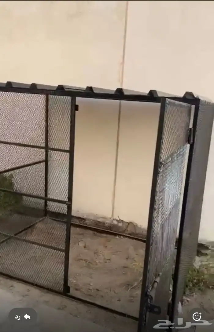 ماعز قزم ذكر الجبيل الصناعيه 2