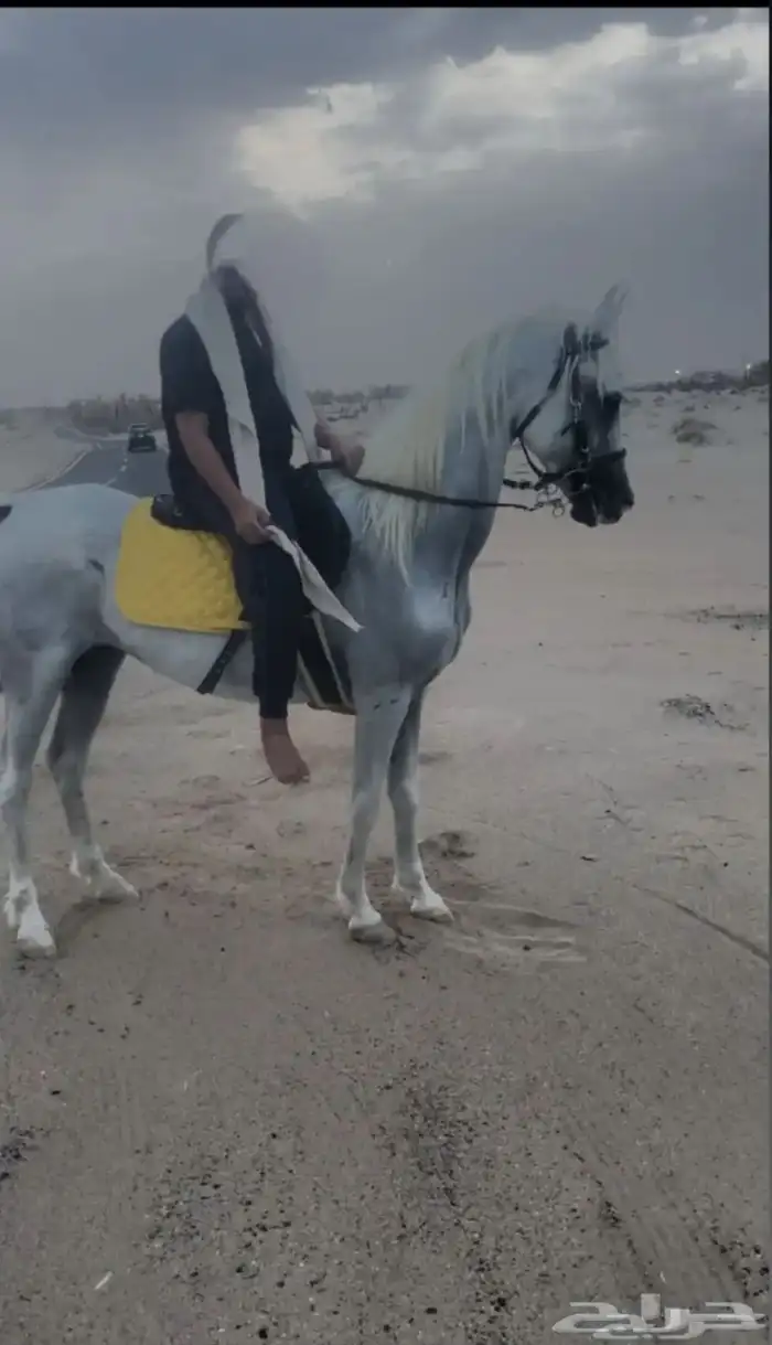 فرس شعبية 2