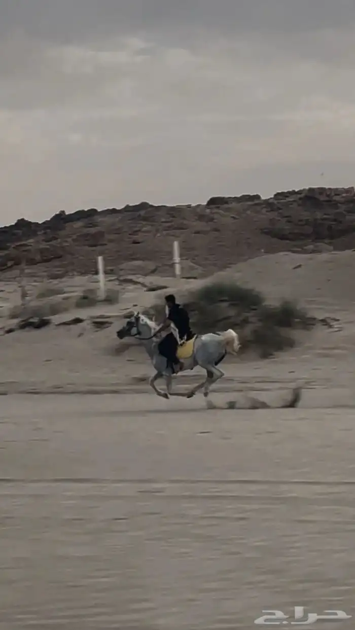 فرس شعبية 1
