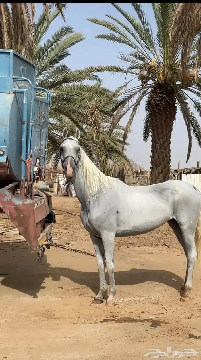 فرس شعبية 3