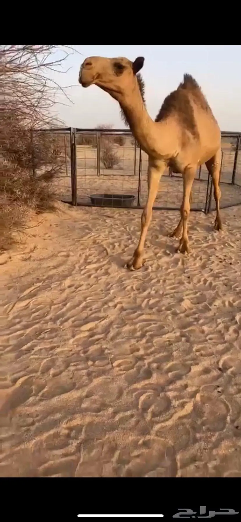 اربع بكار ثنتين صفر وثنتين شعل 3