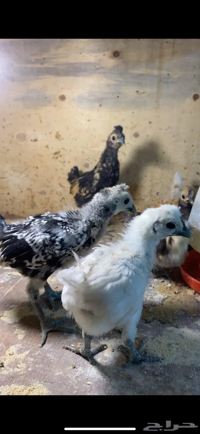 للبيع دياكه حباحب وصيصان كويتي 0