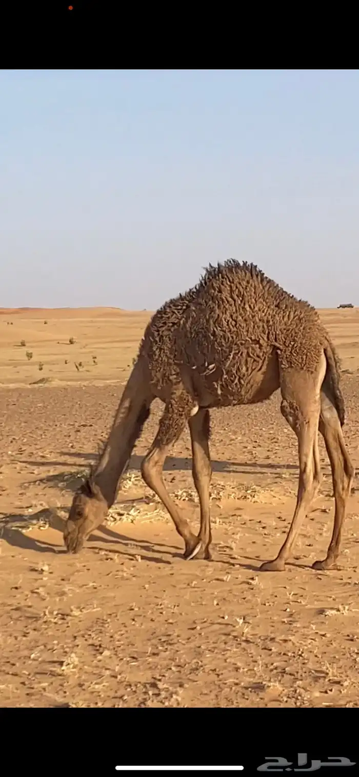 حشو قعدان للبيع 0