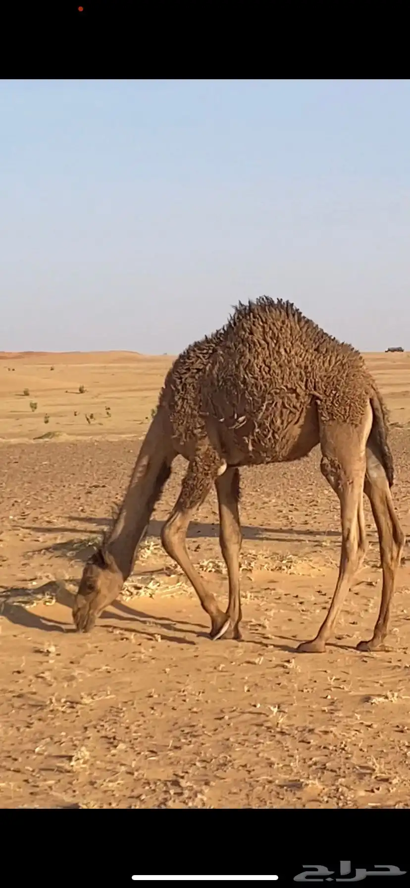حشو قعدان للبيع 0