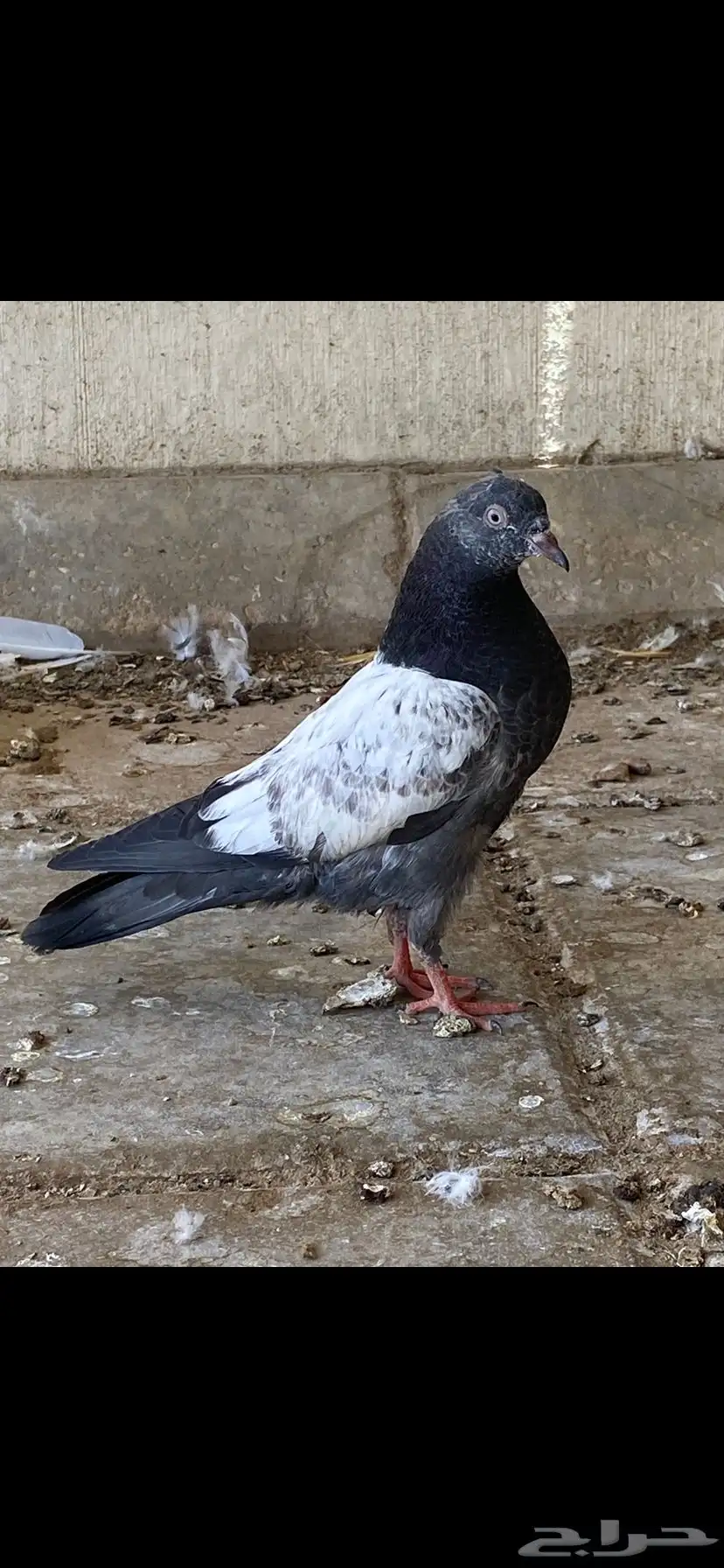 حمام تيدي للبيع 6
