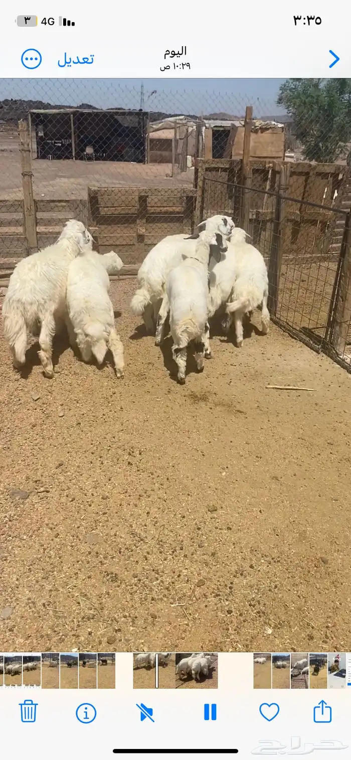 اعرض لكم 7 طليان ورخل من حلالي نضيفه شرط العمر 7 شهور 3