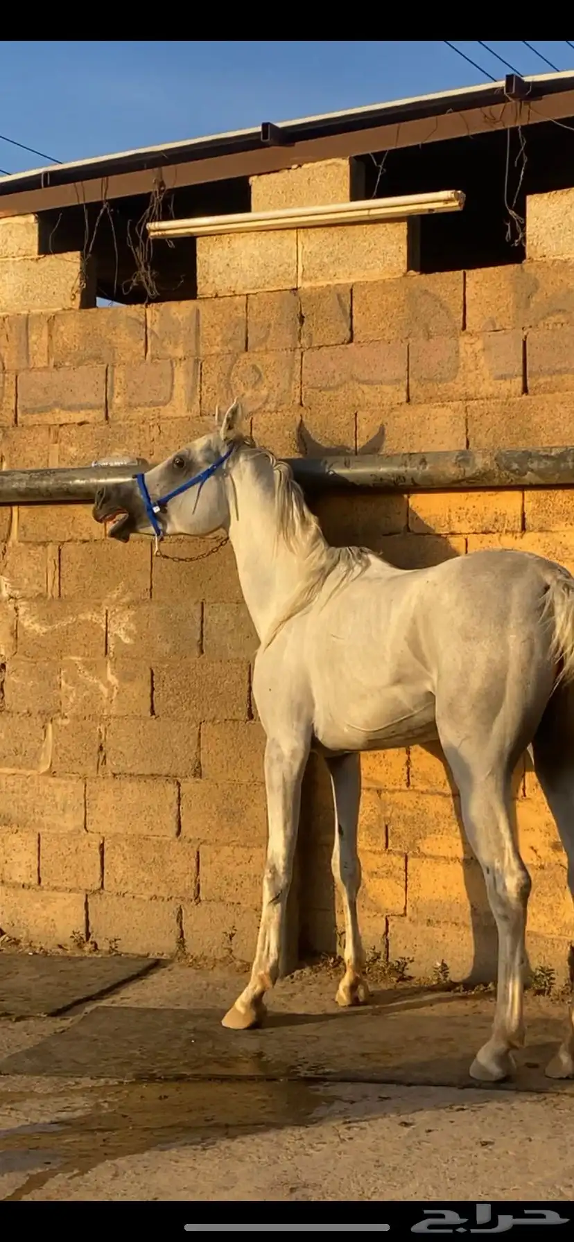 خيل واهو 3